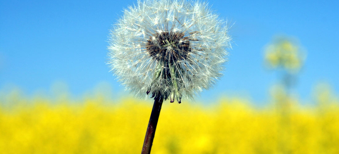 Eine Pusteblume, im Hintergrund blauer Himmel und ein Feld mit gelben Blüten. Eine Pusteblume, im Hintergrund blauer Himmel und ein Feld mit gelben Blüten.
