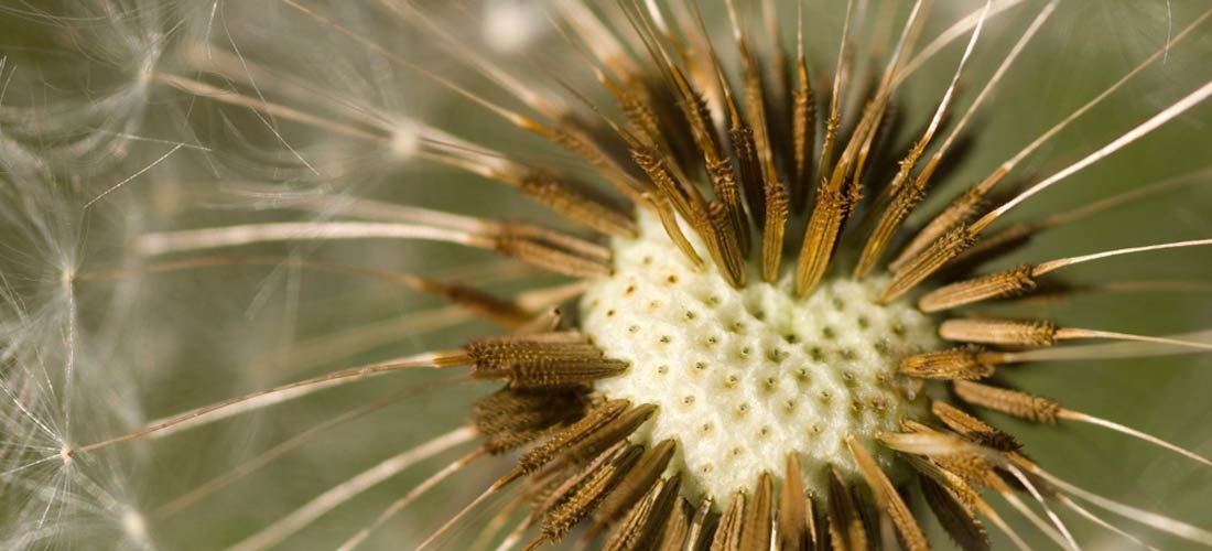 Pusteblume, bei der Puste-Samen fehlen, so dass ein Herz sichtbar wird.