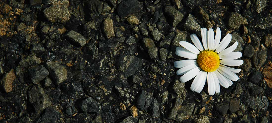 Gänseblümchen-Blüte liegt auf Steinsplitt.