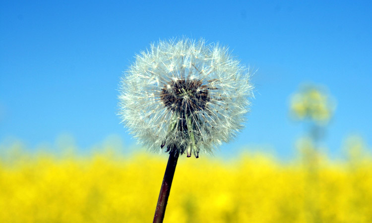 Eine Pusteblume, im Hintergrund blauer Himmel und ein Feld mit gelben Blüten. Eine Pusteblume, im Hintergrund blauer Himmel und ein Feld mit gelben Blüten.