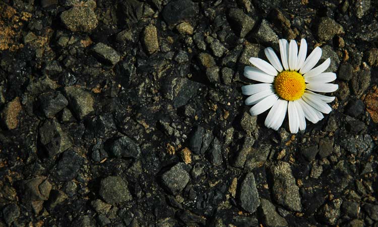 Gänseblümchen-Blüte liegt auf kleinen Steinen.