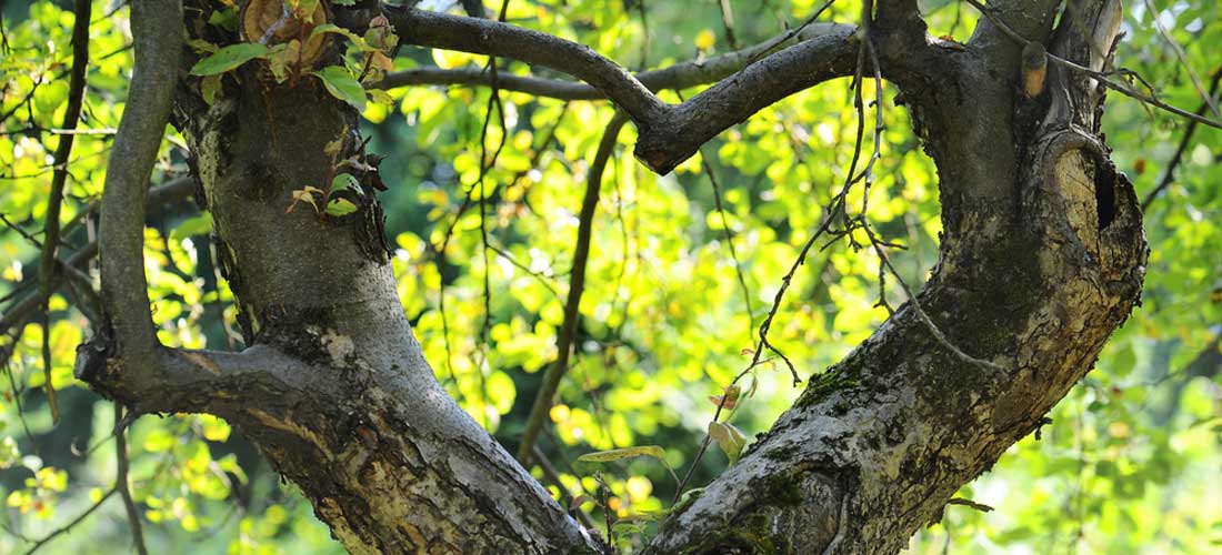 Ein Ast ist zwischen zwei dickeren Astgabeln so gewachsen, dass es aussieht wie ein Herz, vor grünem Blätterwald.